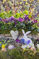 Easter display with eggs and birch bark container planted with Helleborus viridis, Corydalis solida, pussy willow catkins.
