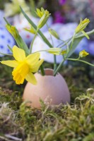 Egg shell with yellow spring flowers - Narcissus and Gagea lutea.