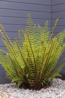 Dryopteris affinis with fresh growth growing in front of grey painted fence - Scaly Male Fern 