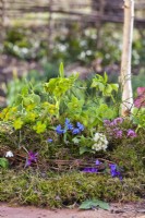 Moss container with spring flowers including Helleborus viridis, Scilla, Erica, Pulmoraria, Hacquetia epipactis and Erythronium dens-canis.