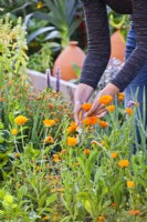 Woman picking pot marigolds.
