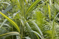 Ostrich ferns, Matteuccia struthiopteris, and a variagated bamboo grown together. Close up.  Summer. 