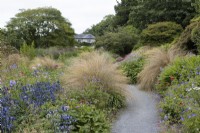 Summer flowering perennials and grasses in the Summer garden including Eryngium ' Blue Hobbit' with a  curved gravel pathway running through.The Garden House, Yelverton, Devon. Summer. 