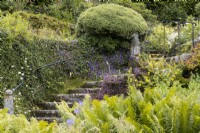 A profusion of ferns in front of a flight of stone steps leading out of a cottage style garden. The Garden House, Yelverton, Devon. Summer. 