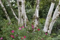 Birch tree trunks, Betula pendula, with rose in foreground. The Garden House, Yelverton, Devon. Summer. 