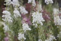 Filipendula ulmaria, meadowsweet and Epilobium angustifolium Album, white rosebay willow herb.  Summer. 