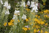 Epilobium angustifolium Album, white rosebay willow herb with yellow alstromeria behind. Summer. 