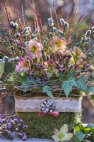 Decorative container with Helleborus, catkins and heather.