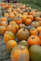 Pumpkins for sale  mid October