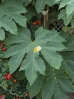  Tetrapanax papyrifera leaf and Poplar leaf showing scale in mid September