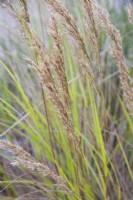 Stipa calamagrostis Rough feather grass