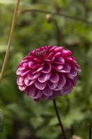 Dahlia 'Laughing Lizzy'