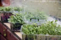 Growing windowsill salads in re-used soft fruit punnets - Cress - Lepidium sativum and Radish - Raphanus sativus