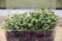 Growing windowsill salads in re-used soft fruit punnets Radish - Raphanus sativus White Icicle and Malaga Purple