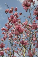 Magnolia sargentiana var. robusta 
