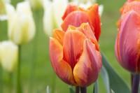 Tulipa 'Princess Irene' and 'Spring Green'