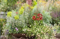 Plant bowl with perennials, summer July