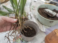 Aspidestra division -pot into fresh compost small groups of plantlets