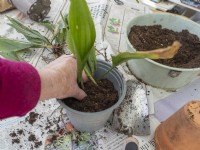 Aspidestra division - pot into fresh compost small groups of plantlets