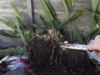 Aspidestra division using knife to cut through over crowded root ball.