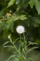 Xerochrysum bracteatum 'White flowered' - Everlasting flower