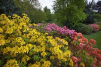 Azaleas and Rhododendrons in May Spring