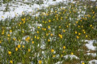 Daffodils emerging from prolonged snow Spring Norfolk UK