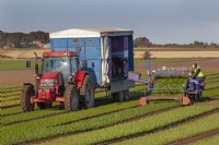 Commercial harvesting of Spinach Beta vulgaris  in Autumn