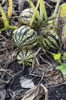 Cucurbita pepo 'Sweet dumpling' - WInter squash fruits on ground attached to dying plant