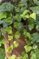 Hedera algeriensis 'Ravensholst' - Ivy in a terracotta pot