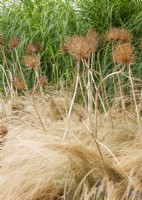 Allium seedheads and Stipa in the fall, autumn September