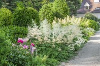 View along shade border with evergreens and flowering Aruncus edging, summer August