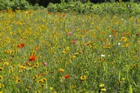 Flower meadow, summer July