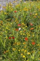 Flower meadow, summer July