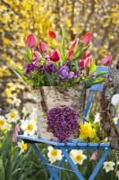 Tulips and violas in bark container.