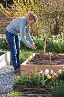 Woman sowing seeds of marigold into vegetable raised bed.