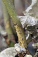 Winter Rodent damage in a Hornbeam - Carpinus betulus hedge