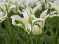 Viriflora Tulipa 'Greenstar'
