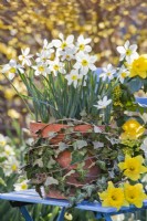 Pot with ivy and daffodils.
