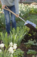 Woman adding compost to Iris, Hemerocallis and Aquilegia to promote the very best growth condition.