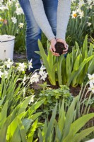 Woman adding compost to irises to promote the very best growth condition.