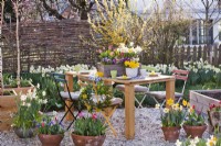 Spring table arrangement with daffodils , tulips and pansies.