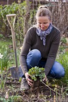Woman replanting Agastache 'Blue fortune' in spring.