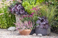 Containers planted with Heuchera 'Little Cutie Frost', calluna vulgaris, salvia 'Love and Wishes', Anemone 'Fantasy Red Riding Hood', Hebe 'Donna Eva' and Panicum virgatum 'Hanse Herms'