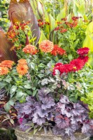 Container planted with Cannas 'Red Velvet' and 'Cleopatra', Ipomoea 'Sweet Caroline', Helenium 'Mariachi Salsa', Dahlia 'Melody Deep Orange' and 'Melody Blood Red' and Heuchera 'Little Cutie Frost'