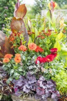 Container planted with Cannas 'Red Velvet' and 'Cleopatra', Ipomoea 'Sweet Caroline', Helenium 'Mariachi Salsa', Dahlia 'Melody Deep Orange' and 'Melody Blood Red' and Heuchera 'Little Cutie Frost'