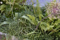 Carex 'Silver Sceptre' with Polystichum Settiferum in raised bed
