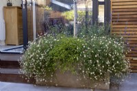 Erigeron karvinskianus in contemporary raised bed with garden office in background