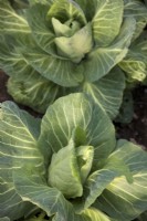 Cabbage - Brassica oleracea capitata  'Advantage' sown late July, near harvest in early March