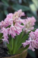 Hyacinthus orientalis 'Pink Pearl' Hyacinth